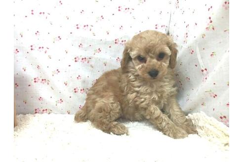 成約済の滋賀県のトイプードル-14097の2枚目