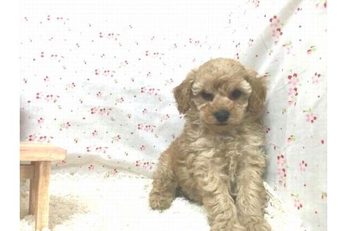 成約済の滋賀県のトイプードル-14097の1枚目