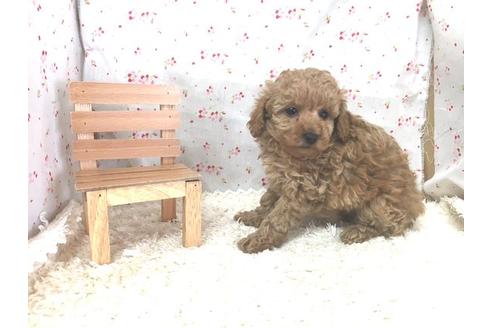 成約済の滋賀県のトイプードル-14099の2枚目