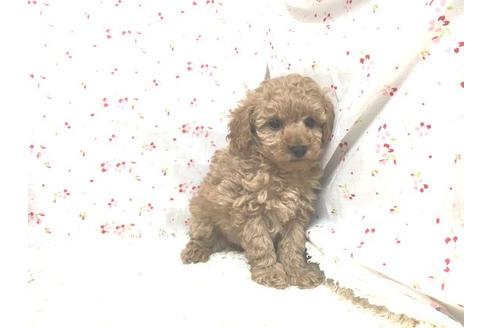 成約済の滋賀県のトイプードル-14099の1枚目