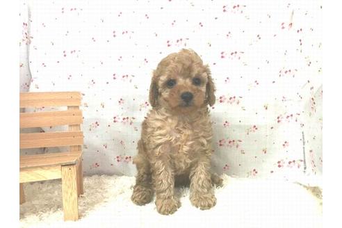 成約済の滋賀県のトイプードル-14100の2枚目