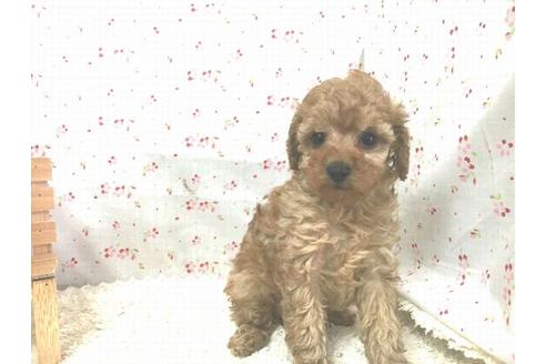 成約済の滋賀県のトイプードル-14100の1枚目