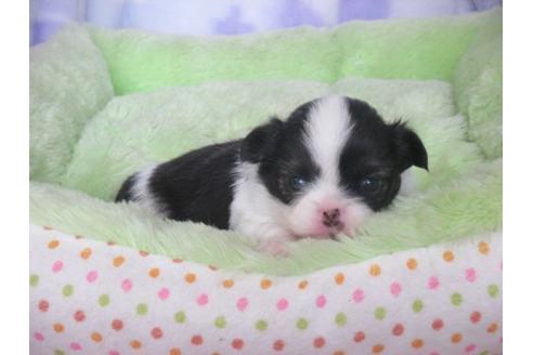 成約済の熊本県のミックス犬-14102の1枚目