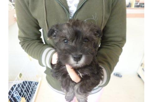 成約済の福岡県のミニチュアシュナウザー-14112の1枚目