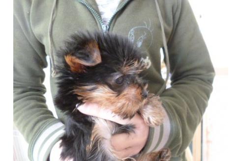 成約済の福岡県のヨークシャーテリア-14113の2枚目