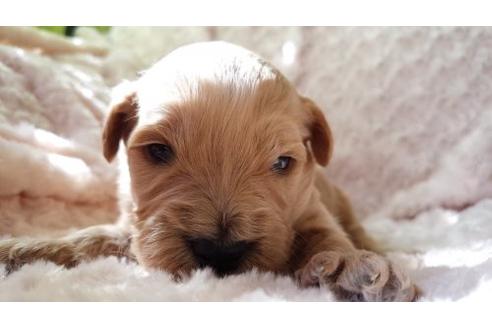 成約済の茨城県のミックス犬-14116の3枚目