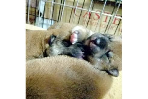 成約済の愛知県の柴犬-14121の4枚目