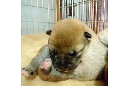 成約済の愛知県の柴犬-14121の3枚目