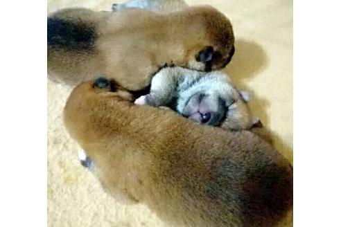 成約済の愛知県の柴犬-14121の2枚目