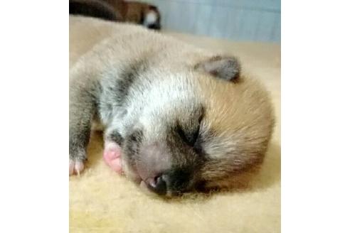 成約済の愛知県の柴犬-14122の4枚目
