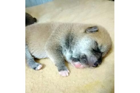 成約済の愛知県の柴犬-14122の3枚目
