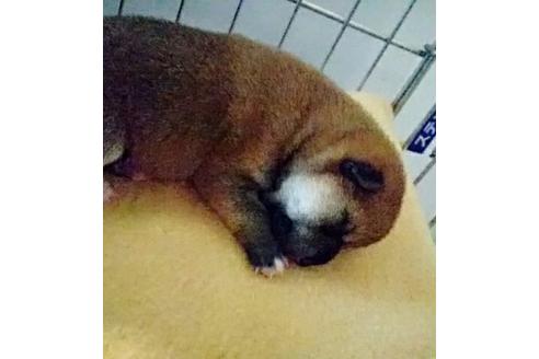成約済の愛知県の柴犬-14122の2枚目