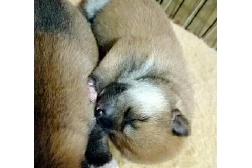 成約済の愛知県の柴犬-14122の1枚目