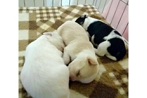 成約済の愛知県のチワワ-14123の2枚目