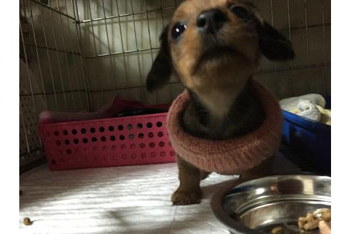 成約済の福岡県のカニンヘンダックスフンド-14136の4枚目