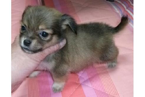 成約済の岐阜県のミックス犬-14141の3枚目