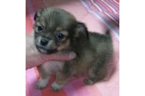 成約済の岐阜県のミックス犬-14141の2枚目