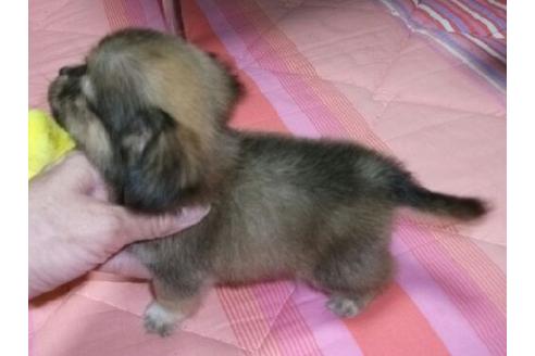 成約済の岐阜県のミックス犬-14141の1枚目