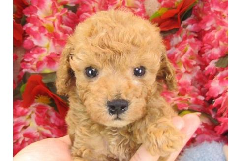 成約済の茨城県のトイプードル-14158の3枚目