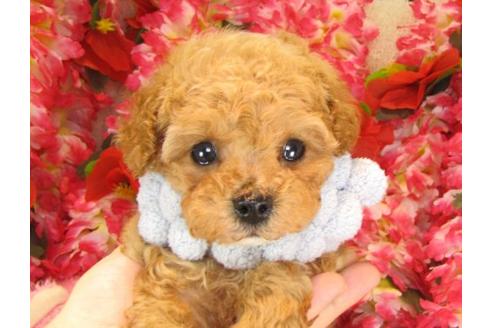 成約済の茨城県のトイプードル-14159の2枚目