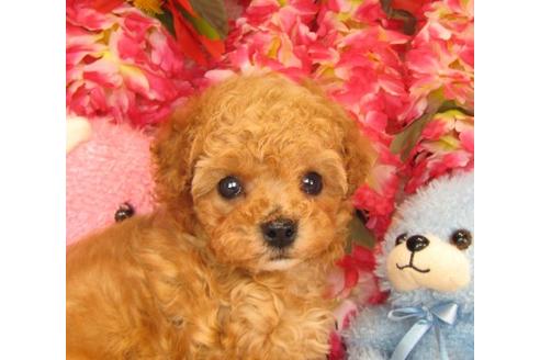 成約済の茨城県のトイプードル-14159の3枚目