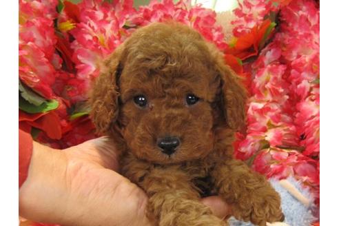 成約済の茨城県のトイプードル-14160の1枚目