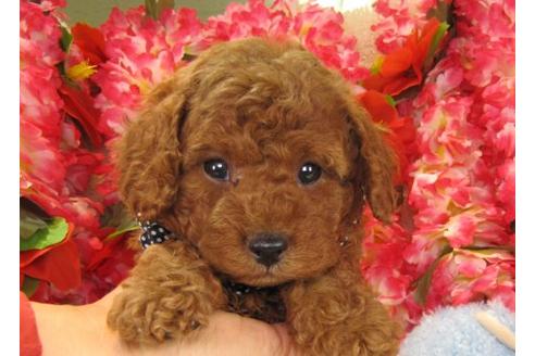 成約済の茨城県のトイプードル-14160の2枚目