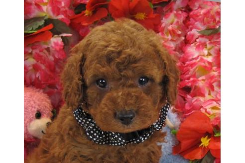 成約済の茨城県のトイプードル-14160の3枚目