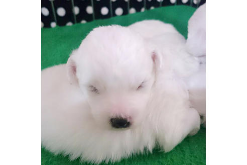 成約済の愛知県のビションフリーゼ-14180の5枚目