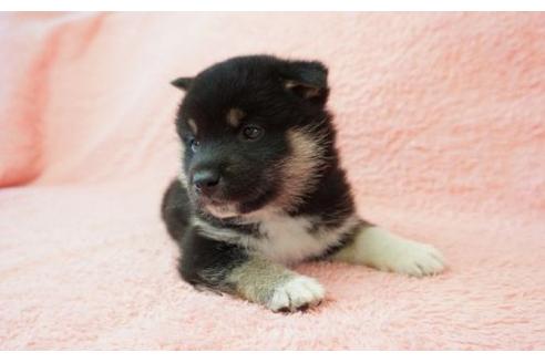 成約済の奈良県の柴犬-13553の1枚目