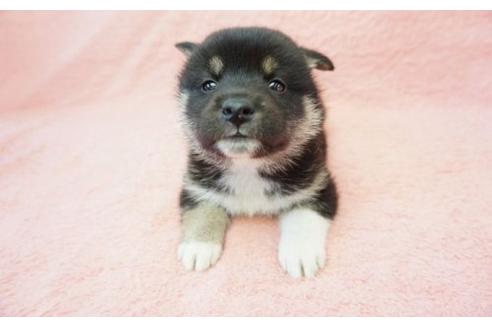 成約済の奈良県の柴犬-13553の2枚目