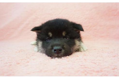 成約済の奈良県の柴犬-13553の3枚目