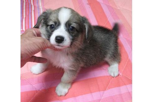 成約済の岐阜県のミックス犬-14212の2枚目