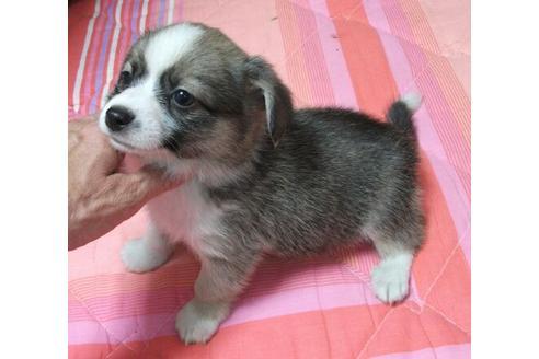 成約済の岐阜県のミックス犬-14212の1枚目