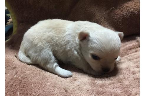 成約済の大阪府のチワワ-14251の1枚目