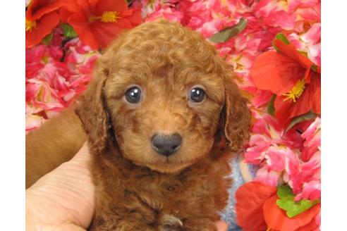 成約済の茨城県のトイプードル-14272の2枚目