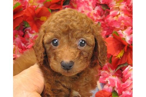 成約済の茨城県のトイプードル-14272の3枚目