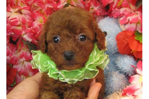 成約済の茨城県のトイプードル-14273の1枚目