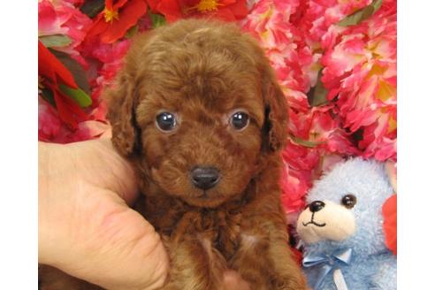 成約済の茨城県のトイプードル-14273の3枚目