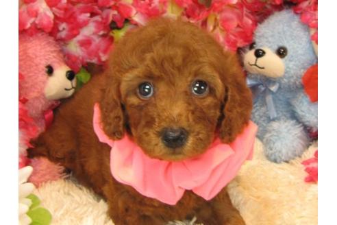 成約済の茨城県のトイプードル-14274の3枚目