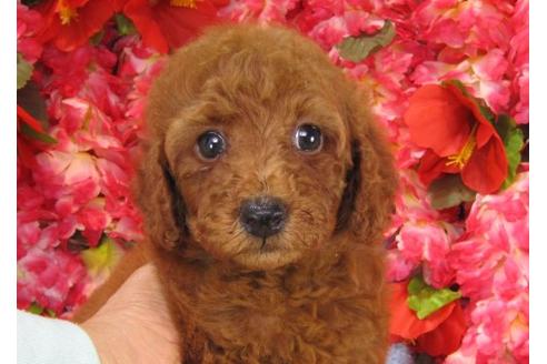 成約済の茨城県のトイプードル-14274の1枚目