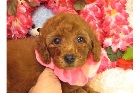 成約済の茨城県のトイプードル-14274の2枚目