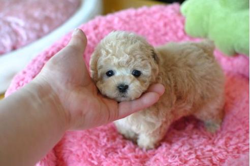成約済の茨城県のトイプードル-14294の1枚目