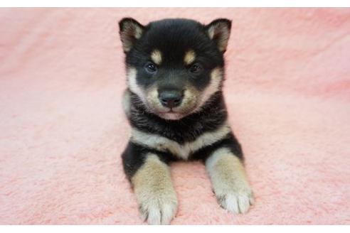 成約済の奈良県の柴犬-13555の1枚目