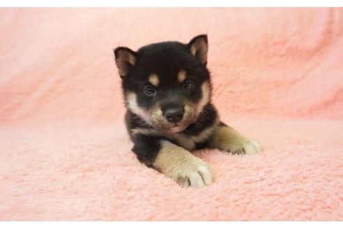 成約済の奈良県の柴犬-13555の2枚目