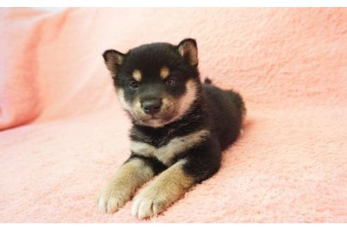 成約済の奈良県の柴犬-13555の3枚目