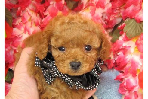 成約済の茨城県のトイプードル-14320の1枚目