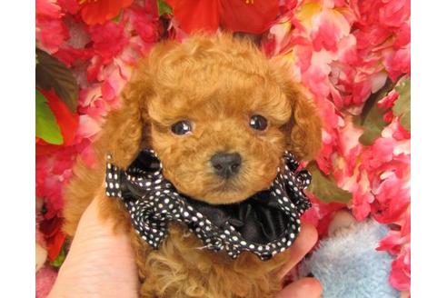 成約済の茨城県のトイプードル-14320の2枚目