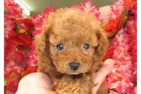 成約済の茨城県のトイプードル-14320の3枚目