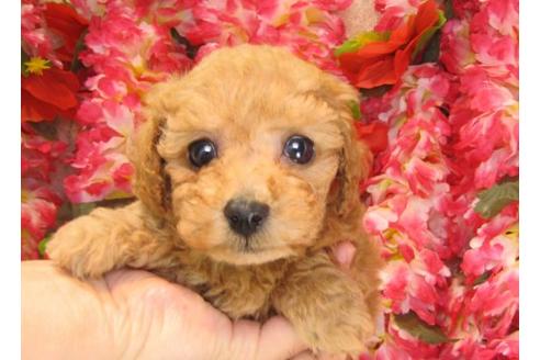 成約済の茨城県のトイプードル-14321の2枚目